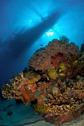 Apo Island coral head with a traditional Philippino Banca... by Steve De Neef 